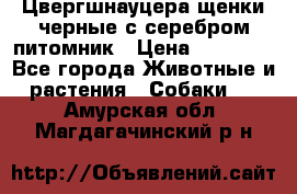 Цвергшнауцера щенки черные с серебром питомник › Цена ­ 30 000 - Все города Животные и растения » Собаки   . Амурская обл.,Магдагачинский р-н